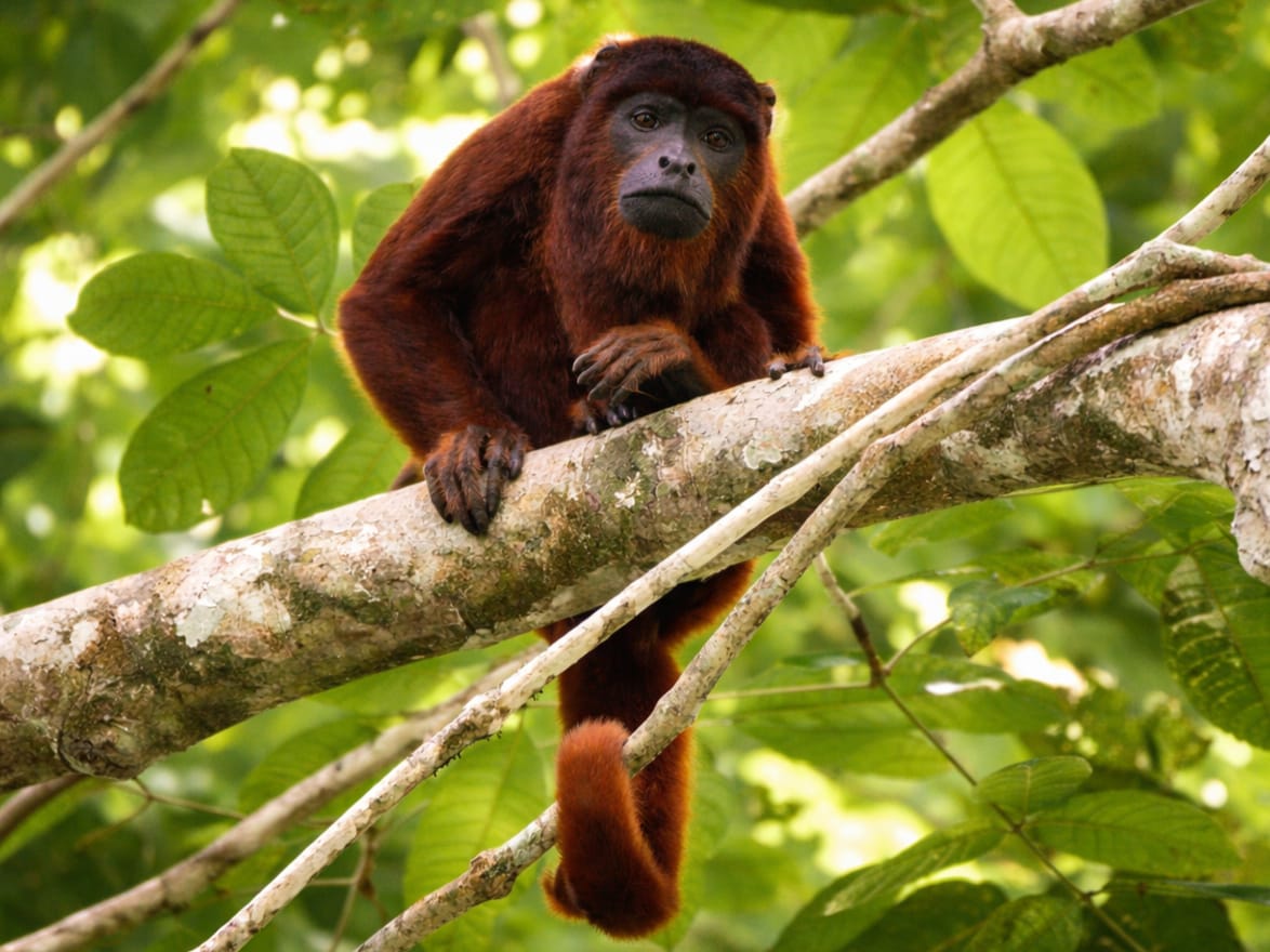 Explore Tambopata: 5-Day Amazon Tour to Chuncho Clay Lick & Sandoval Lake