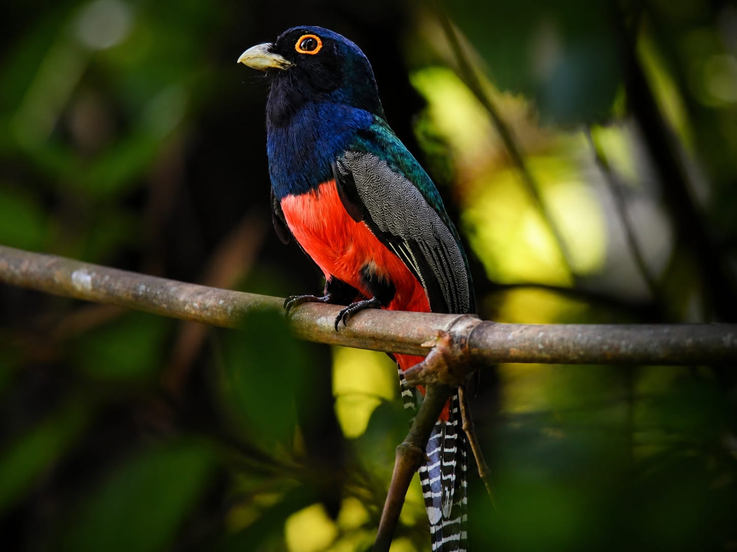 Manu Birding & Photography Tours – 13 Days / 12 Nights