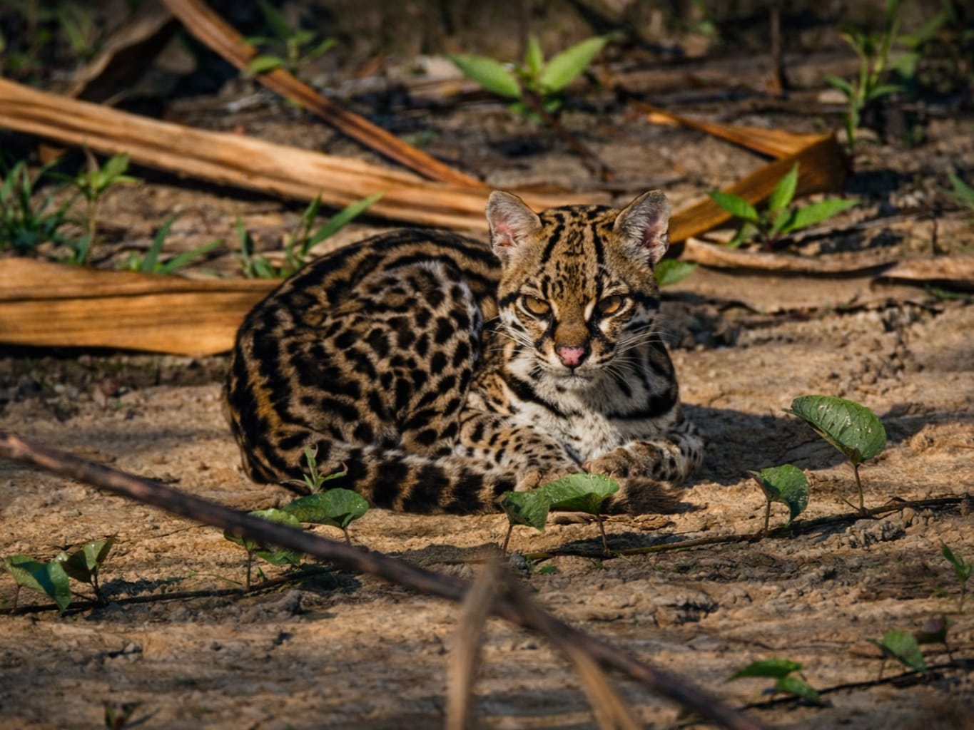 Manu Deep: Biosphere Reserve Zone – 7 Days / 6 Nights