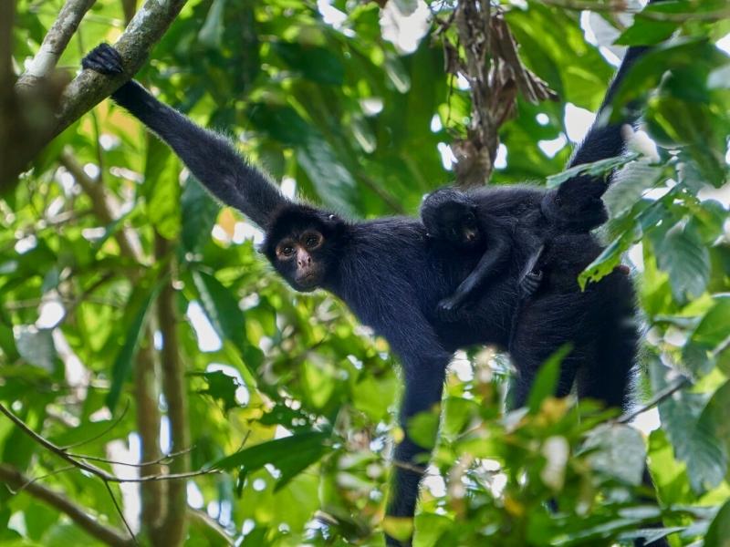 Life in the Amazon: Communities of Manu
