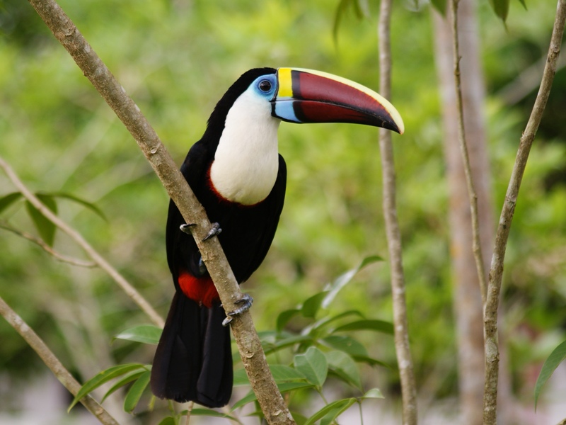 Manu Jungle Tours
